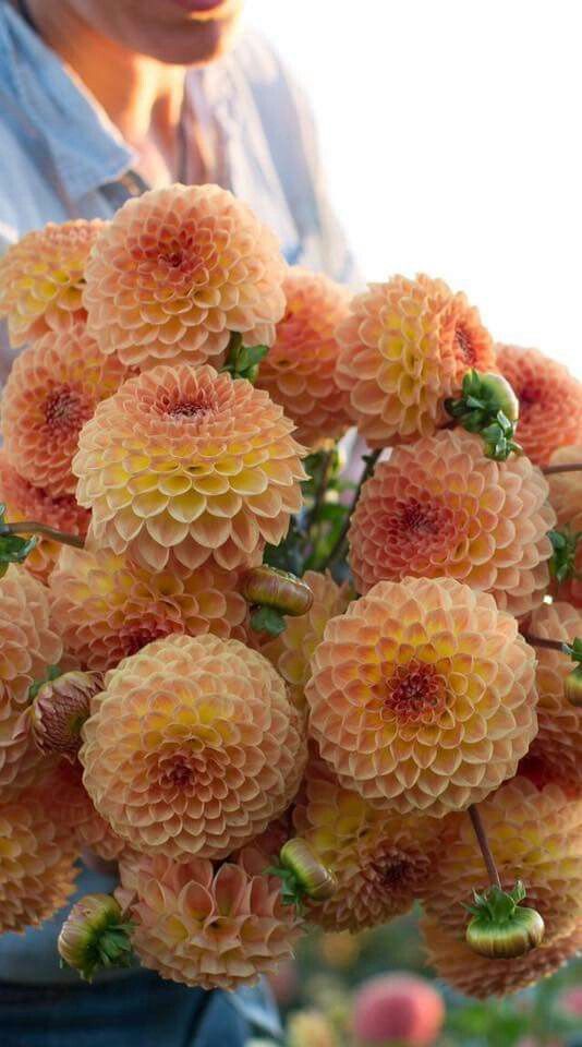 Un mariage de fin d’été…